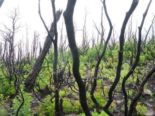 GRSM Accuracy Assessment. Plot Code: GRSM_AA_0857_5