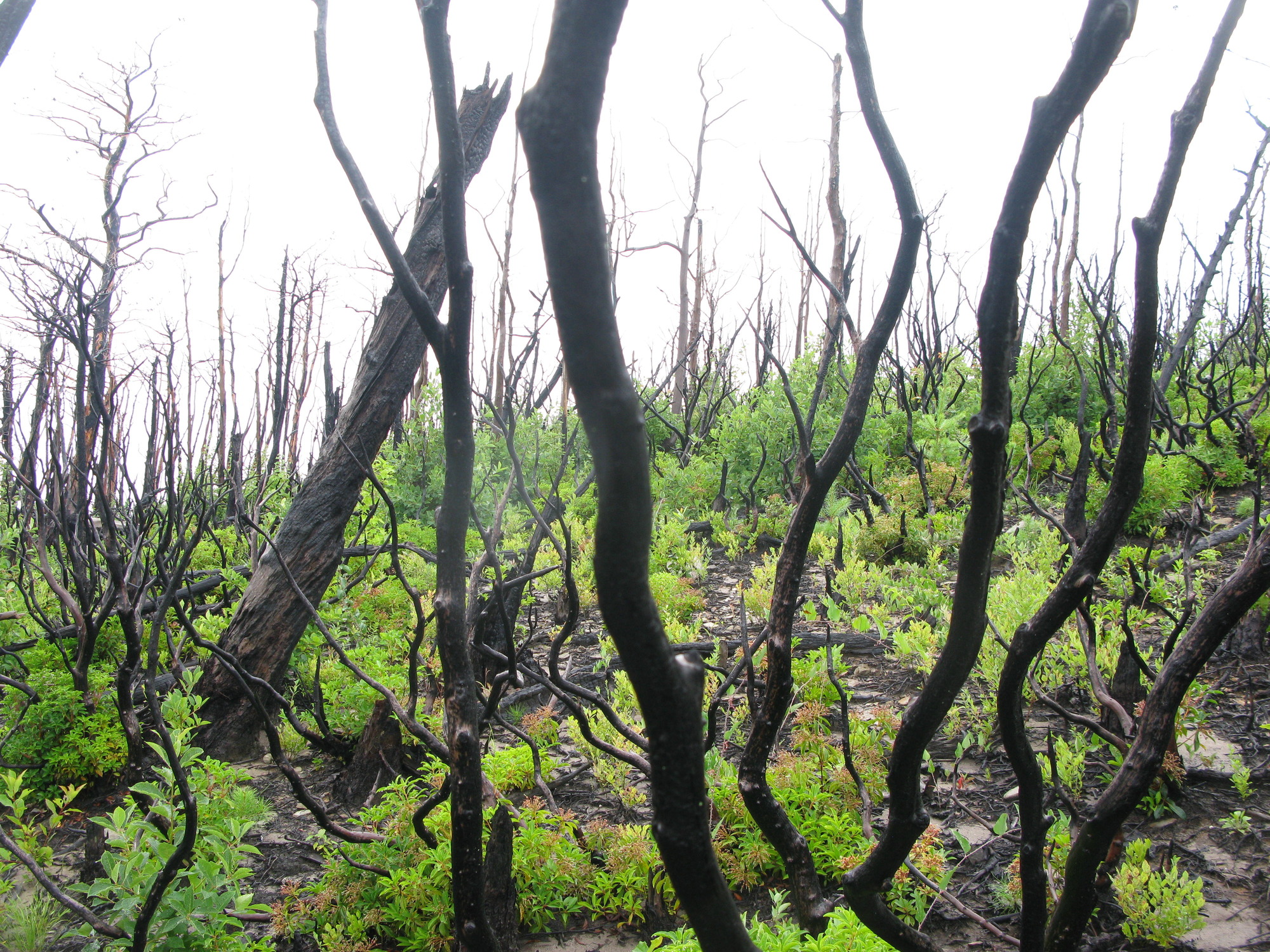 GRSM Accuracy Assessment. Plot Code: GRSM_AA_0857_5