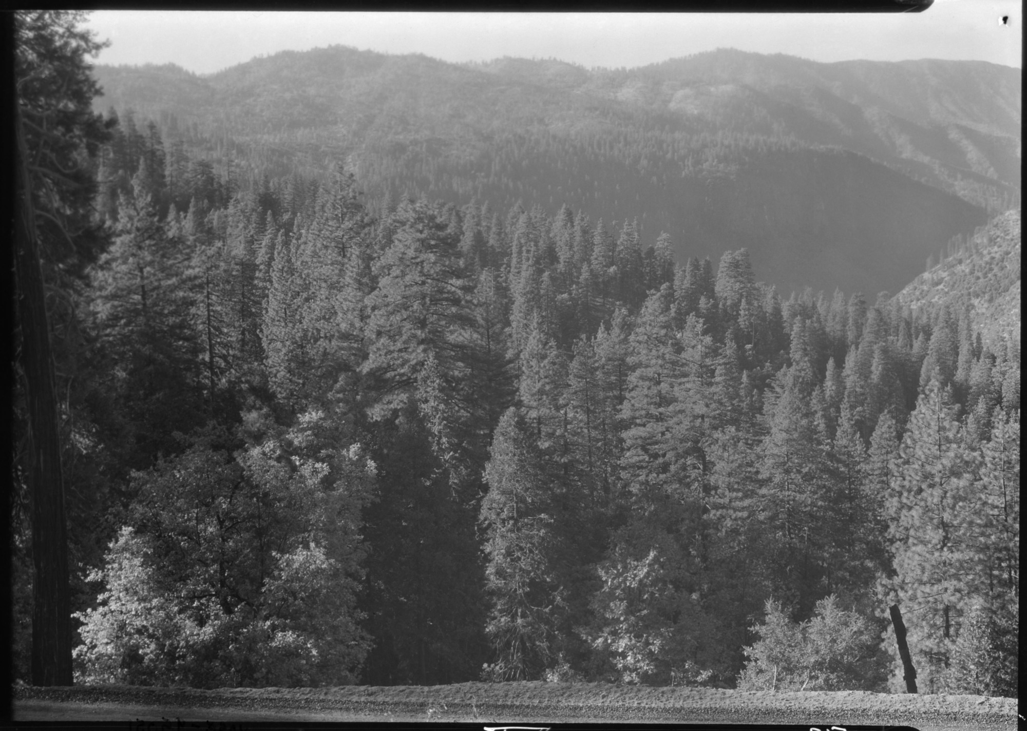 View of Merced Canyon from new Wawona Road. Note fall color in foreground.