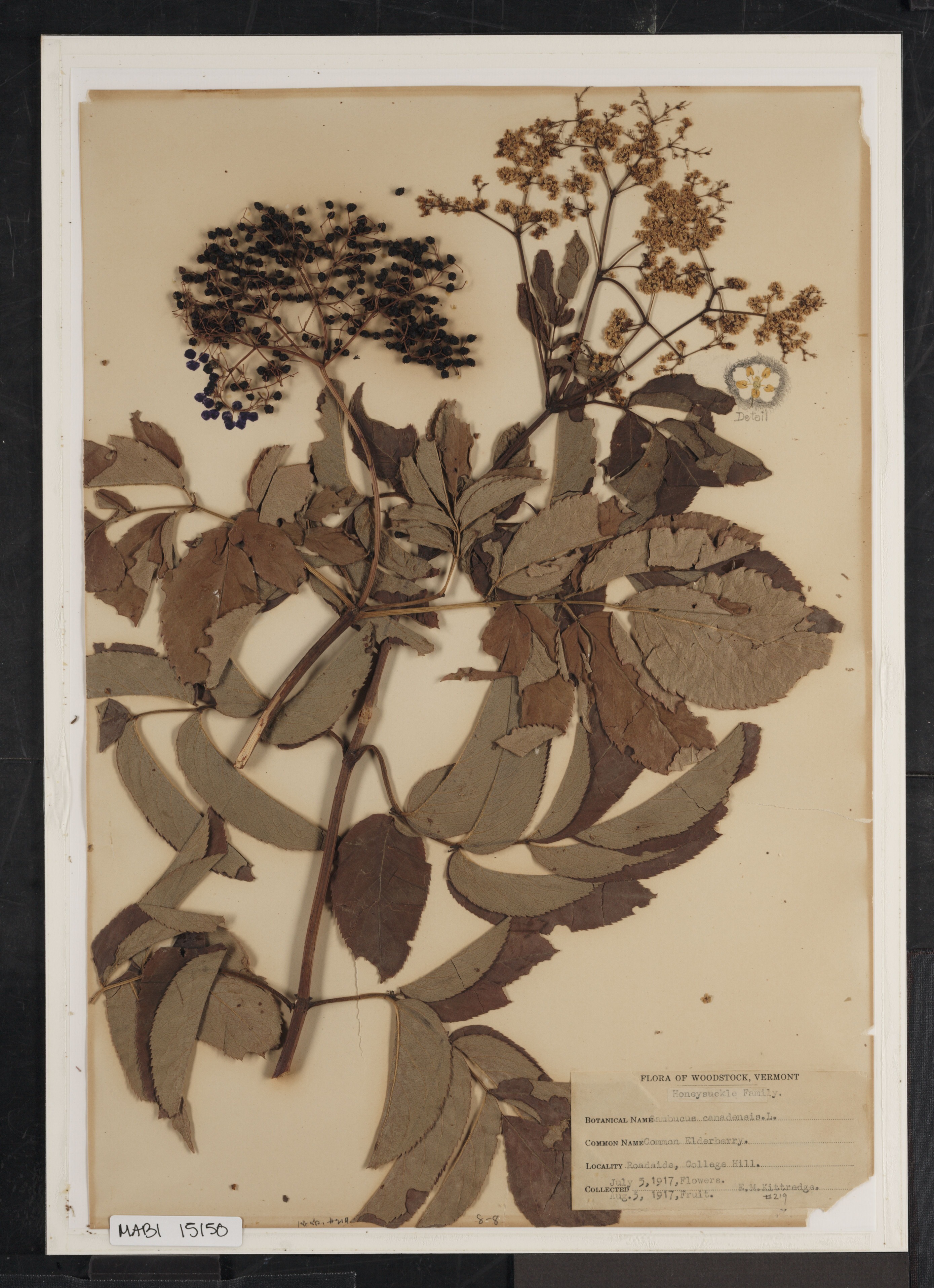 Preserved biological specimen on paper.