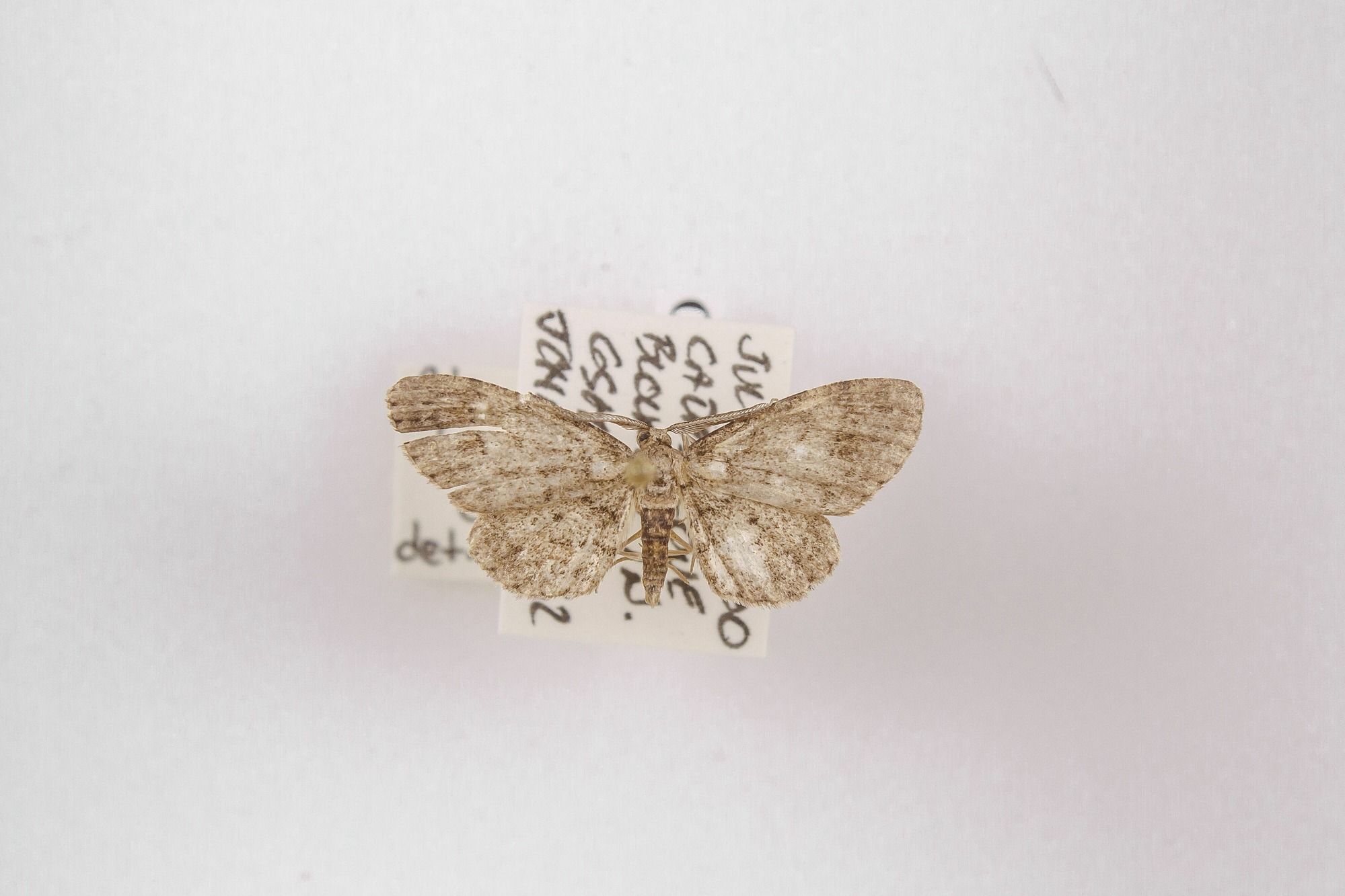 Image of Glenoides texanaria, a species of Animalia