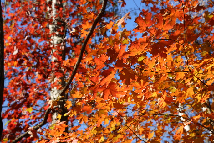Red and orange maple leaves accented by a blue sky