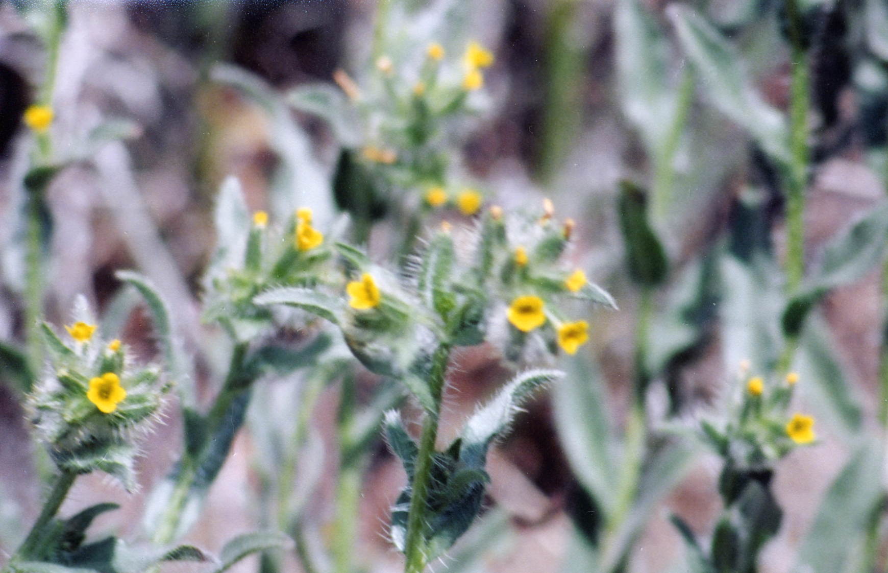 Tiny yellow flowers on green stems with hairy leaves and stems