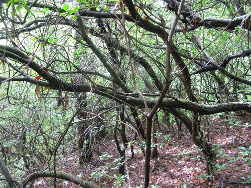 GRSM Accuracy Assessment. Plot Code: GRSM_AA_0270_5