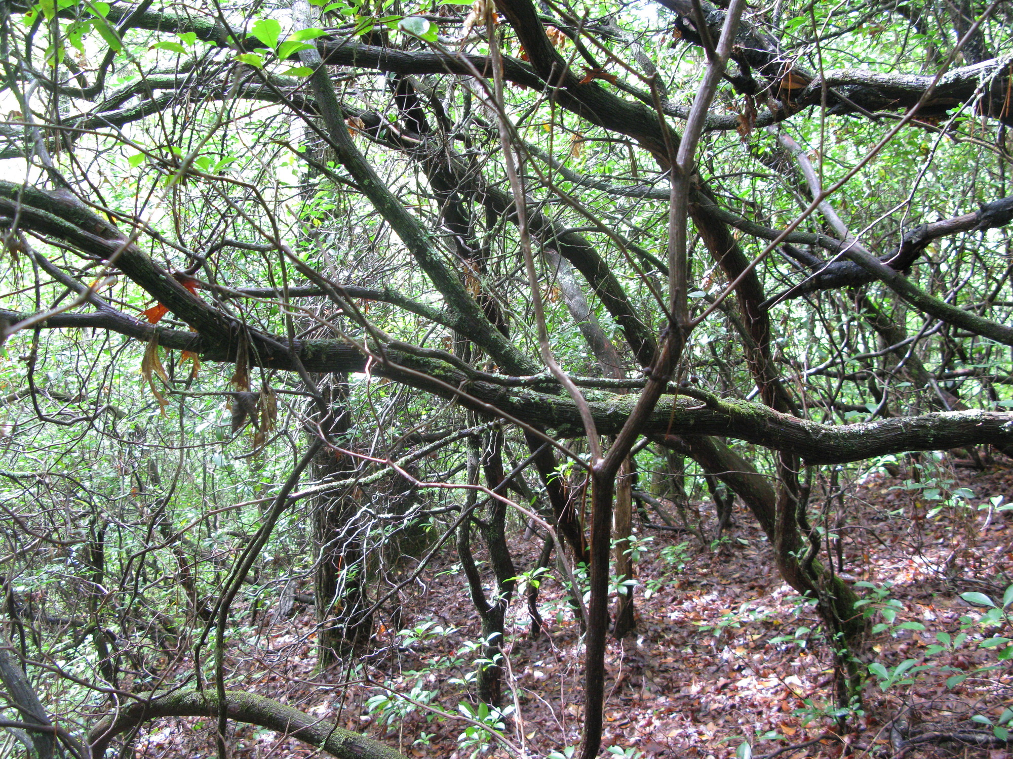 GRSM Accuracy Assessment. Plot Code: GRSM_AA_0270_5