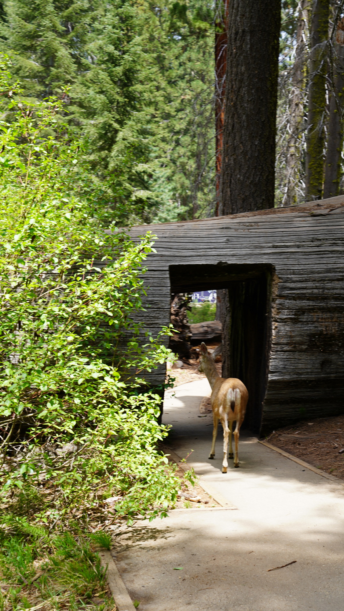 A deer standing on a paved trail that leads to a fallen sequoia. There is a large rectangle cut out that the trail passes through.
