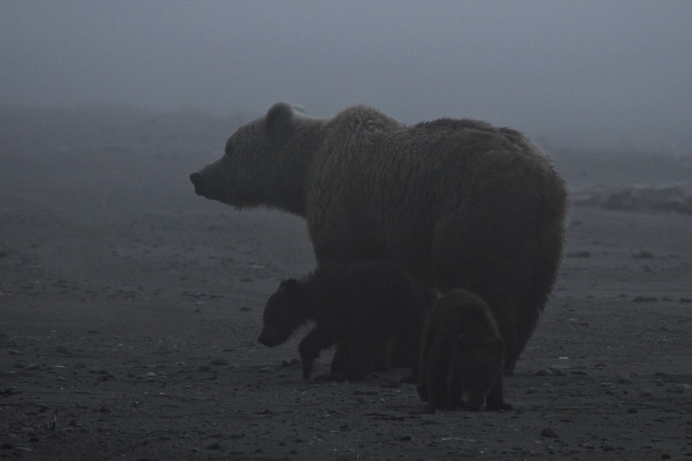 A sow and two cubs stand explore a beach on a cold, dark, foggy morning mid-summer.
