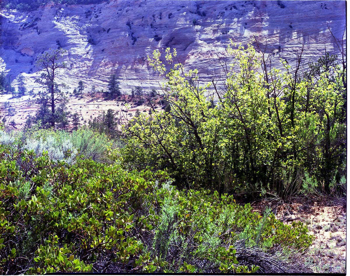 Color Photos of shrubs.