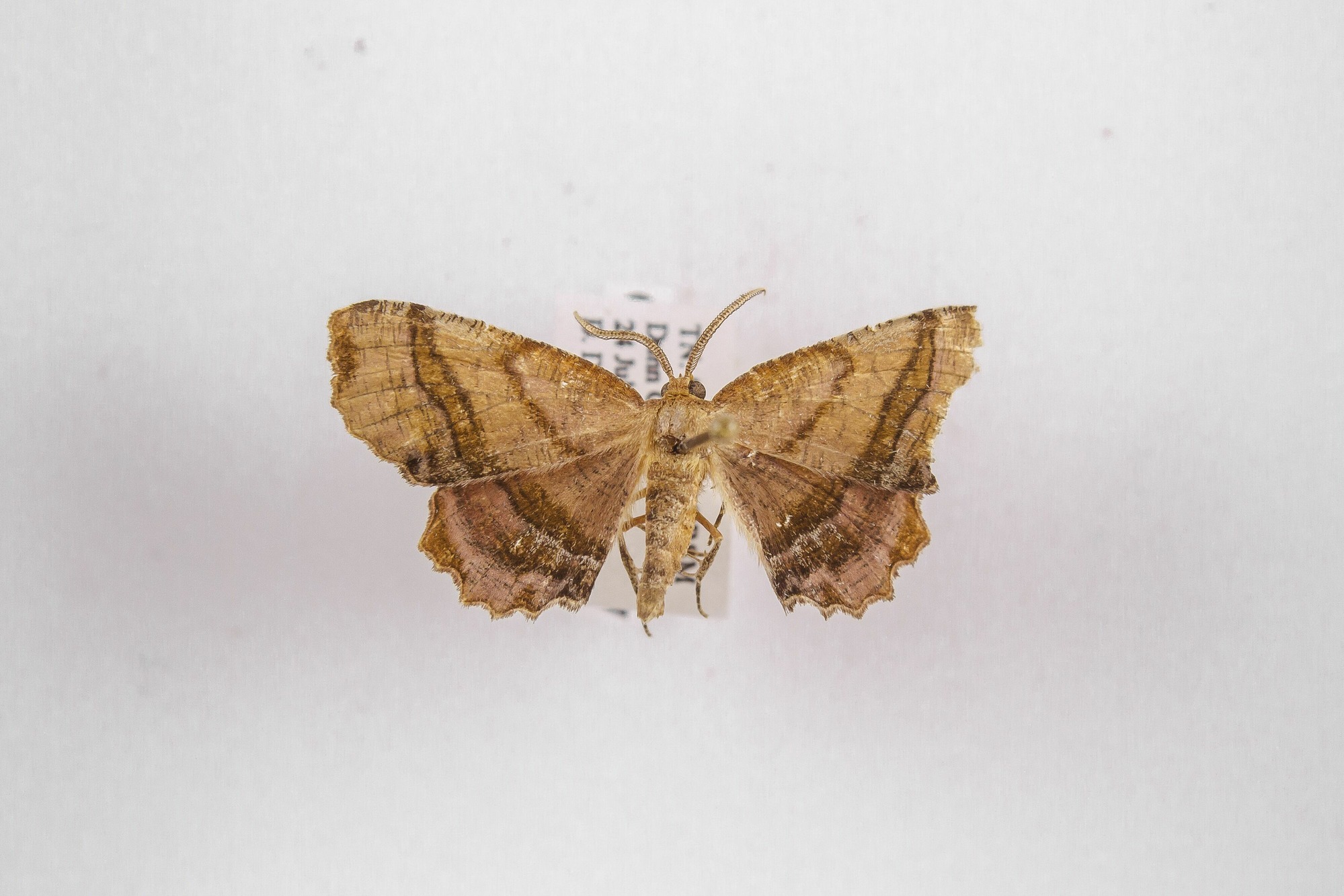 Image of Cepphis armataria, a species of Animalia