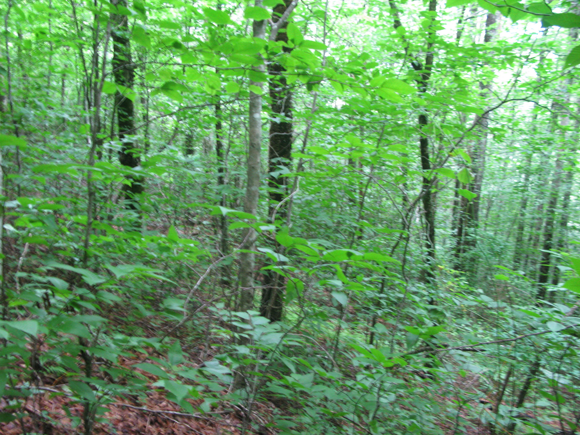 Plot Code: GRSM_AA_0610_6