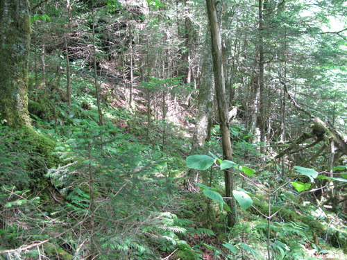 GRSM Accuracy Assessment. Plot Code: GRSM_AA_0148_2