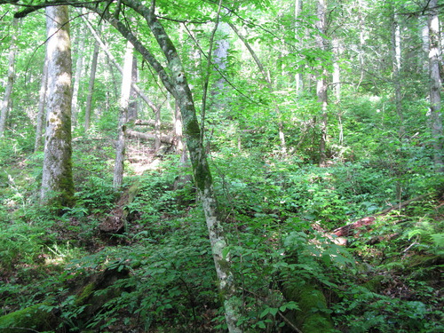 GRSM Accuracy Assessment. Plot Code: GRSM_AA_0139_5