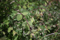 Symphoricarpos oreophilus, Mountain snowberry