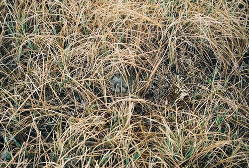 4 Gates of the Arctic National Park and Preserve Itkillik Bird Survey June 2006