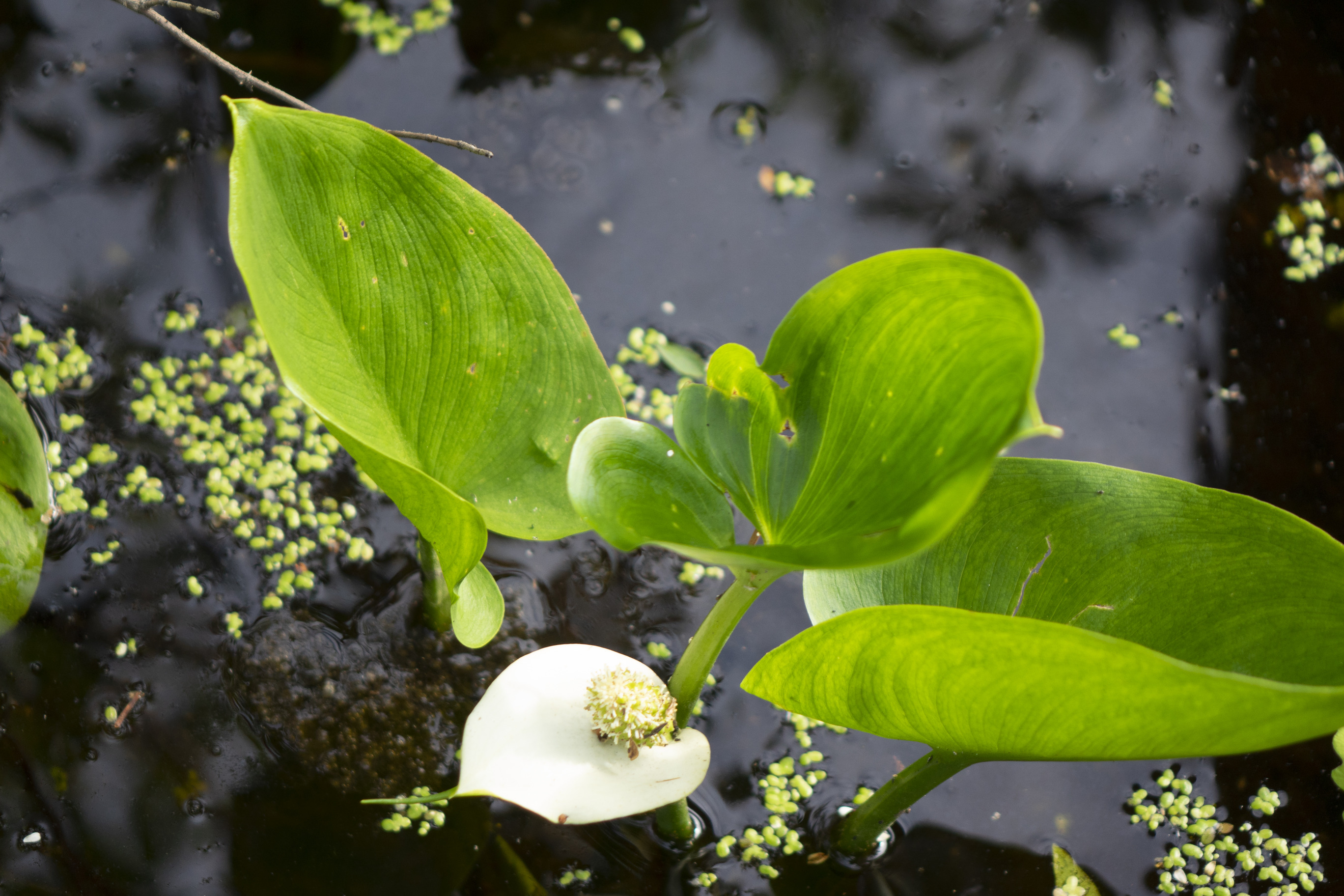 Thick green leaves with white one petal flower. The plant is growing in water with the leaves and flower above the water.