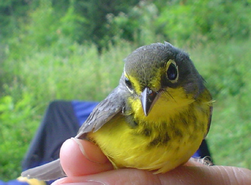 Image of Cardellina canadensis, a species of Bird
