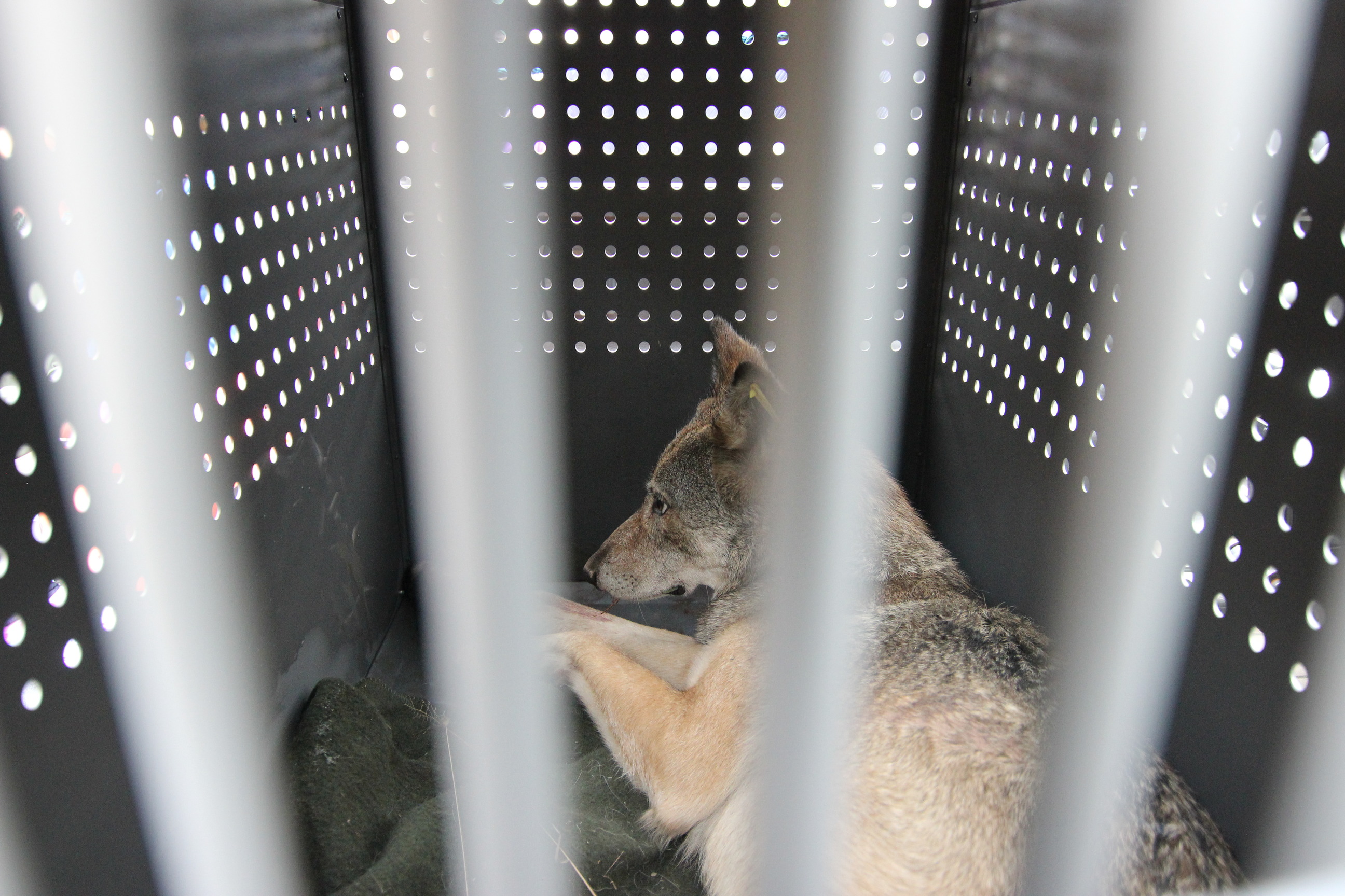 A wolf laying down inside of a crate looks away from the camera.