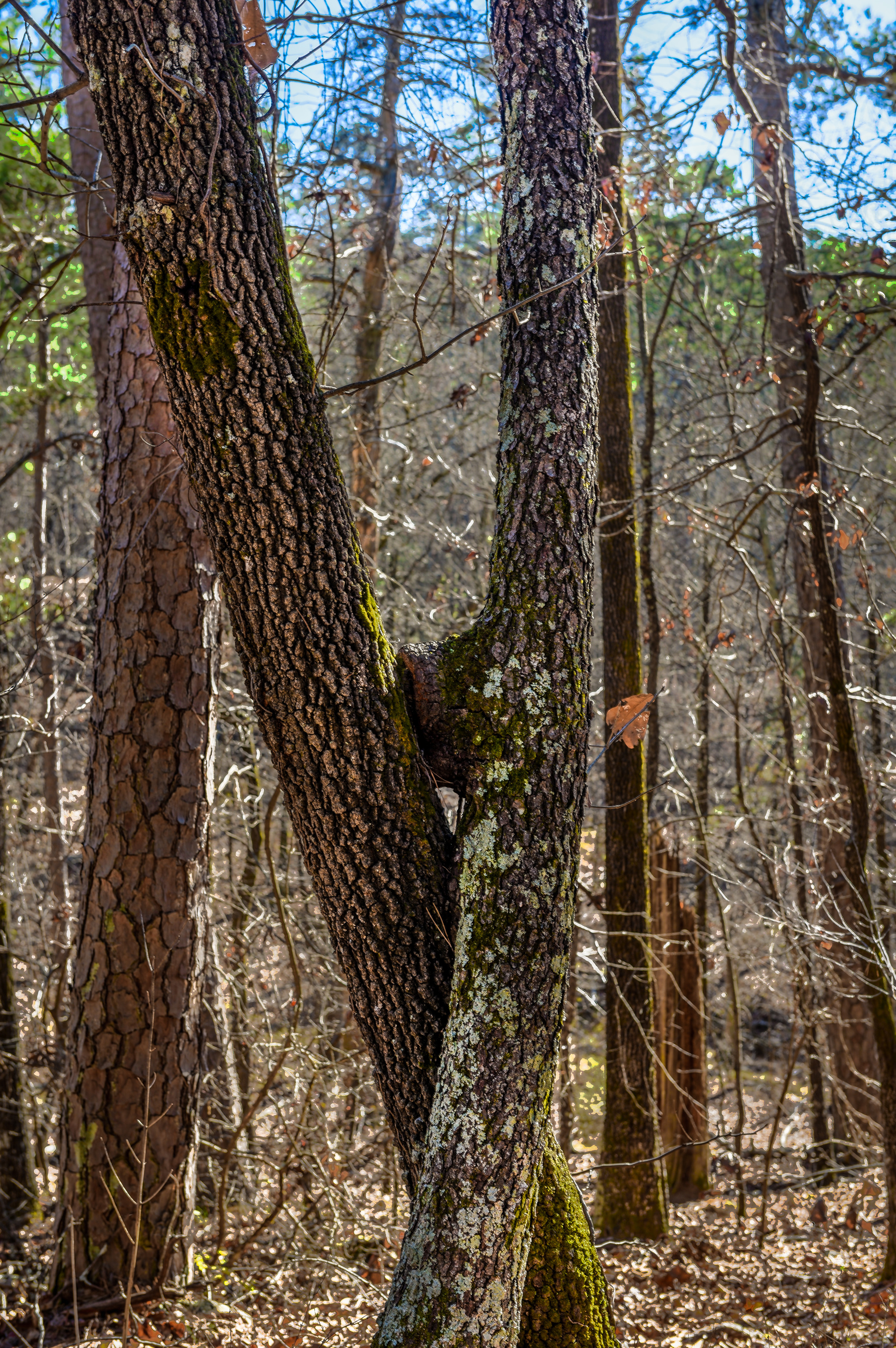 two trees intertwined in the forest