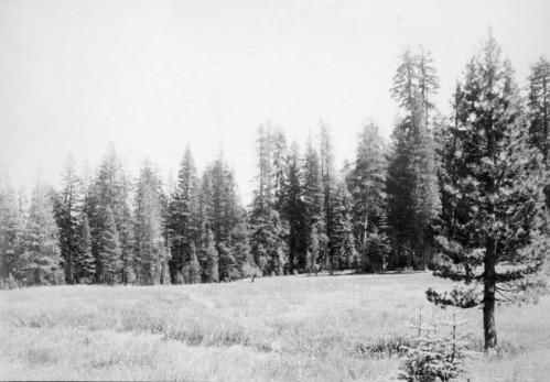 Meadow east of Gin Flat.