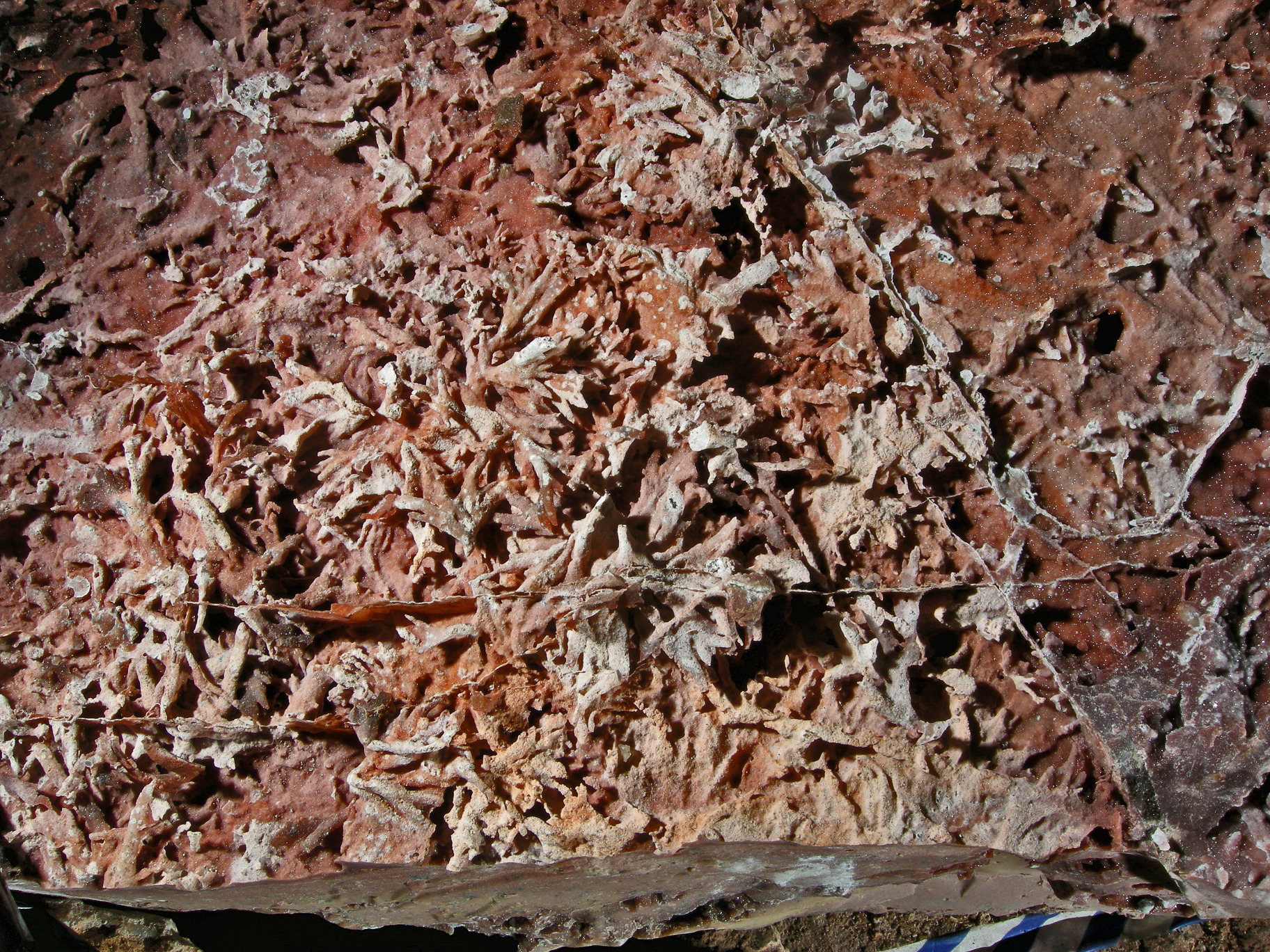 Boxwork on red rock background 