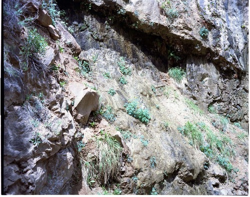 Color Photos of springline habitat - Most photos used in museum exhibits.