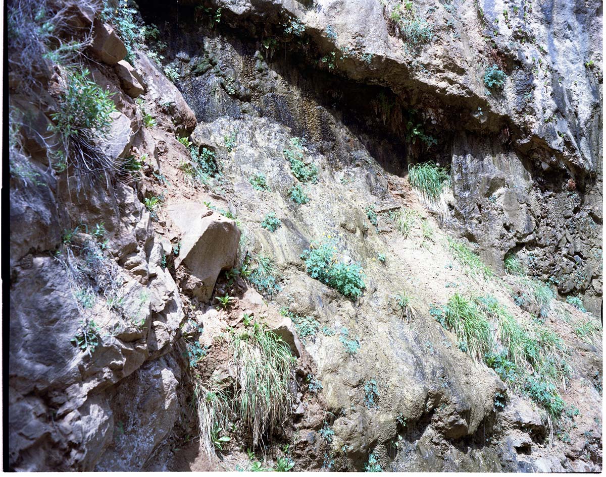 Color Photos of springline habitat - Most photos used in museum exhibits.