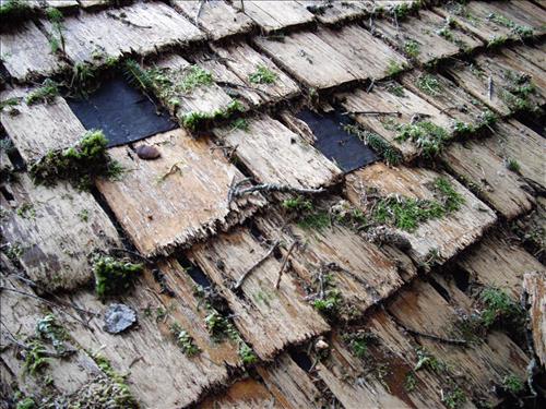 Cedar Shake Decay 12 2009 Glacier Bay National Park Canoe Shelter