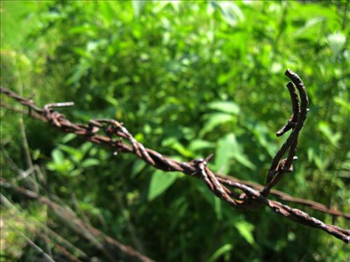 Boundary Fence Pictures 2015