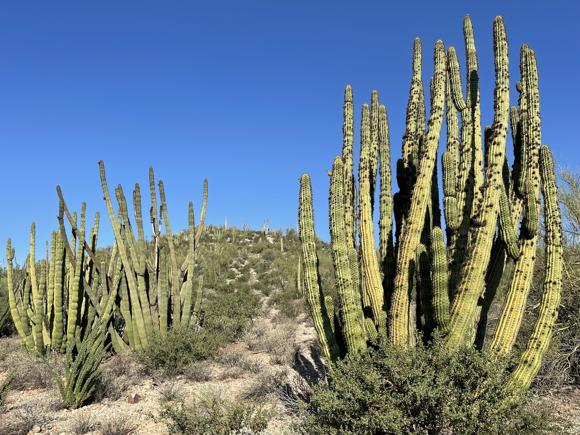 Three large organ pipes with small scraggily bushes growing near them.