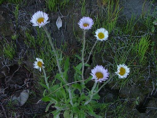 22 Yukon-Charley Rivers National Preserve Peregrine Falcon Survey July 2006