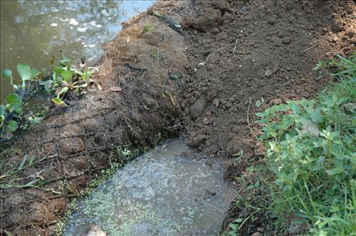 Restore Historic Dikes and Ponds at Kenilworth Aquatic Gardens in June 2010