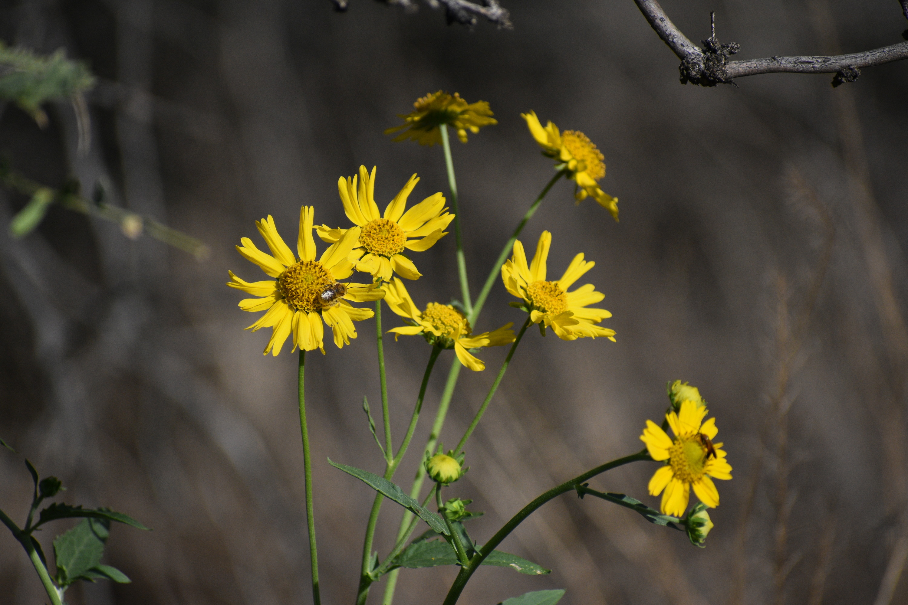 a plant with several yellow sunflower-like blooms
