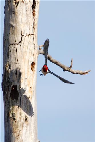 Red-headed woodpecker in Cuyahoga Valley National Park