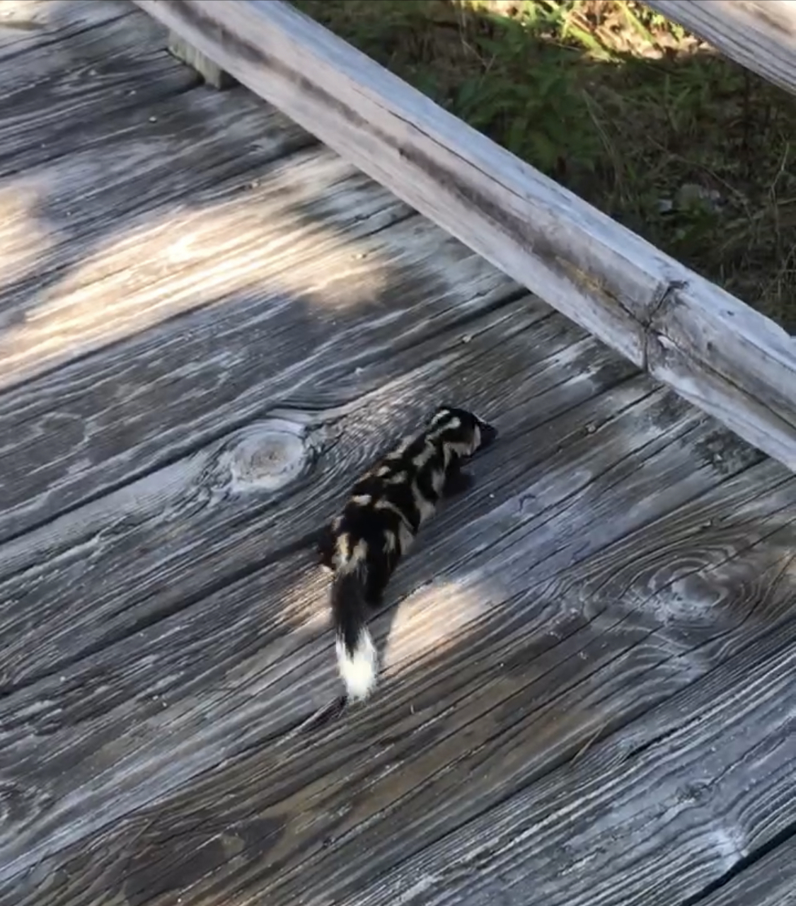 Florida Spotted Skunk walks along a beach board walk. 