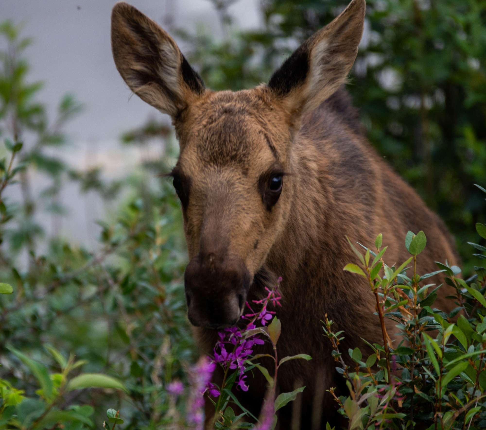 A moose calf eating fireweed