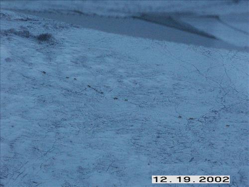 Wolf radio tracking, Denali, 2003/2003