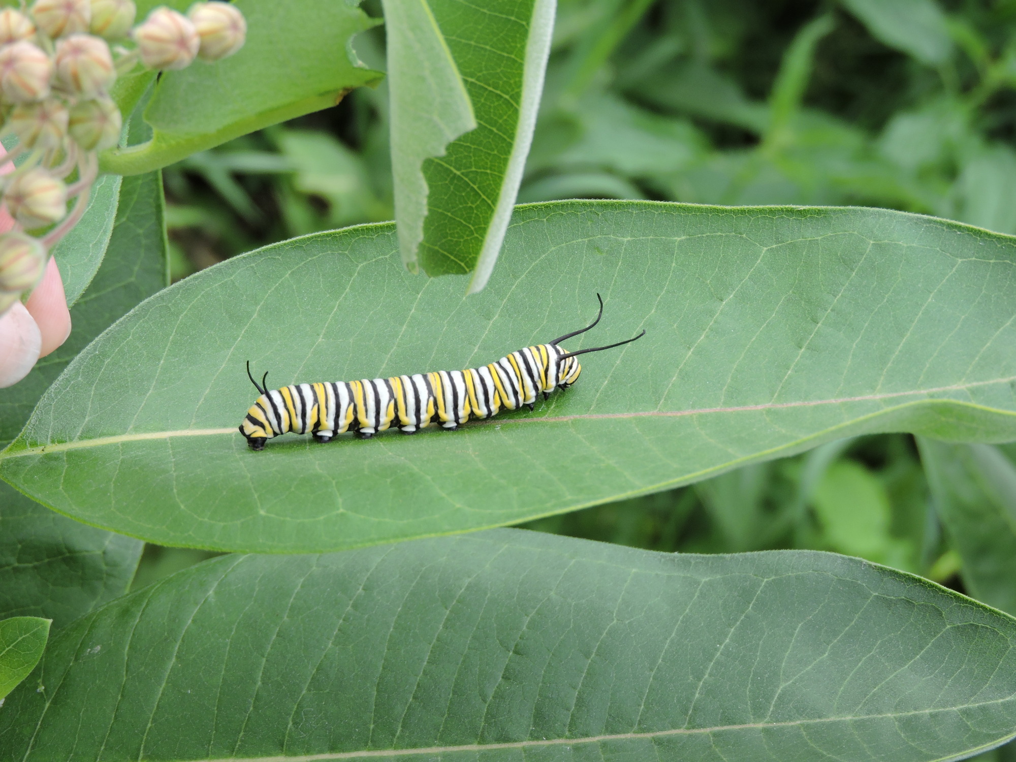 A monarch catepillar, which has yellow, white, and black stripes is sitting on a green leaf.