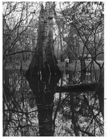 Old black and white photo of a distant woman, standing on the other side of a pond, looking at the large trunk of a dead bald cypress tree, and other trees in the forest. Her van is in the background.