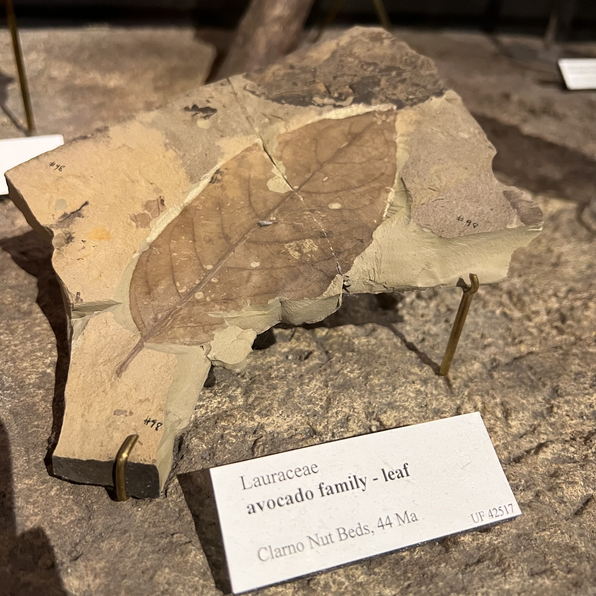 avocado family leaf fossil