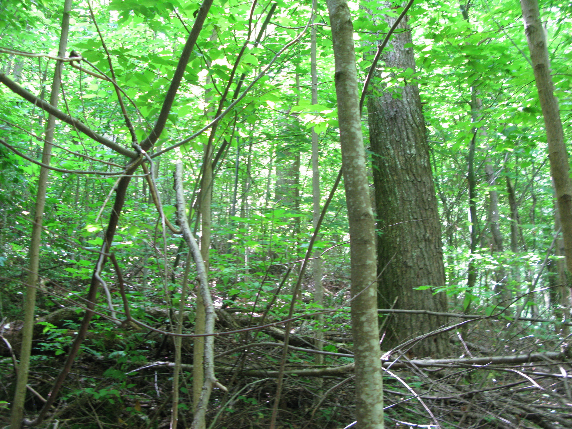 GRSM Accuracy Assessment. Plot Code: GRSM_AA_0931_4