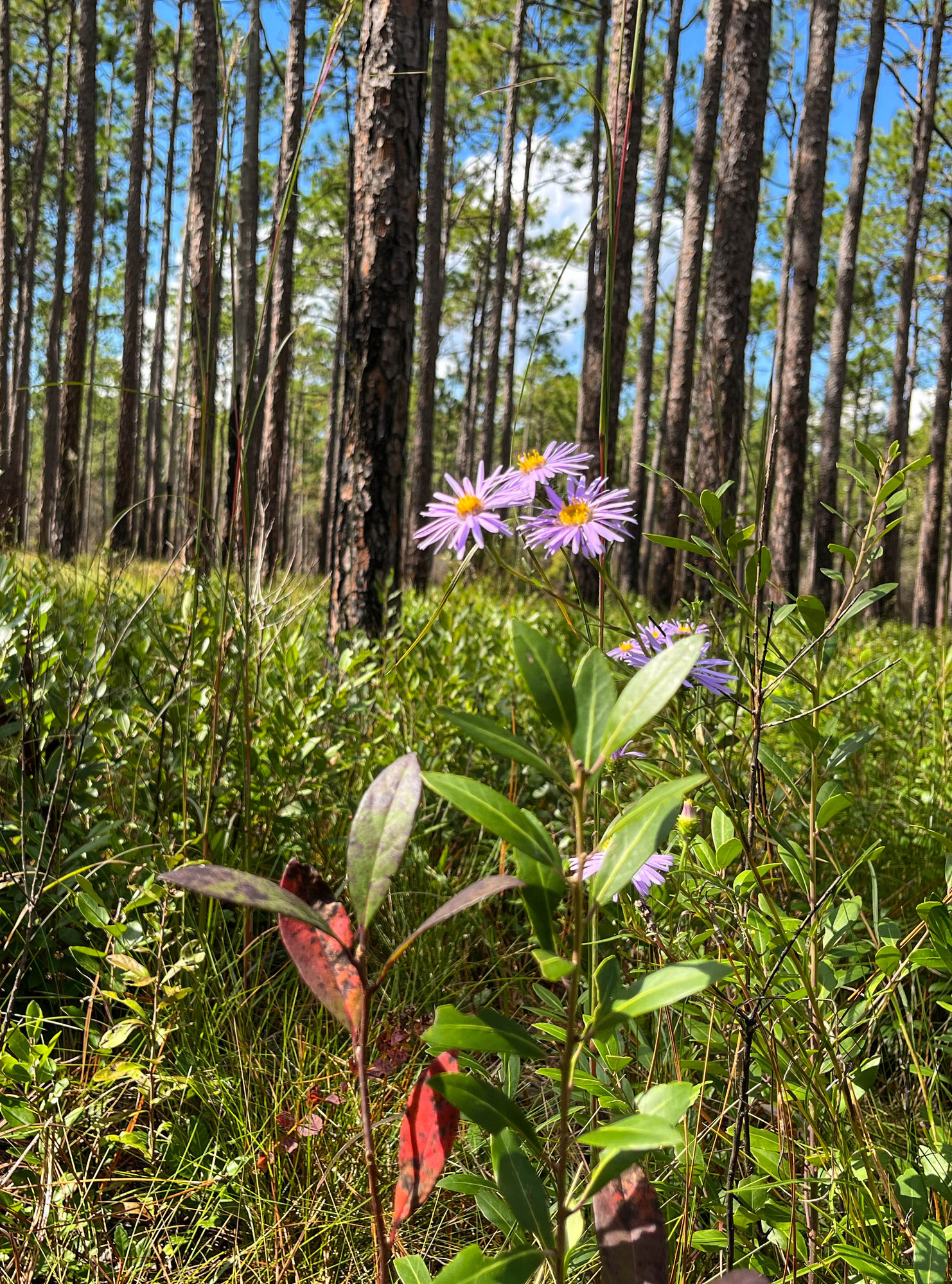 Purple flowers in a pine forest