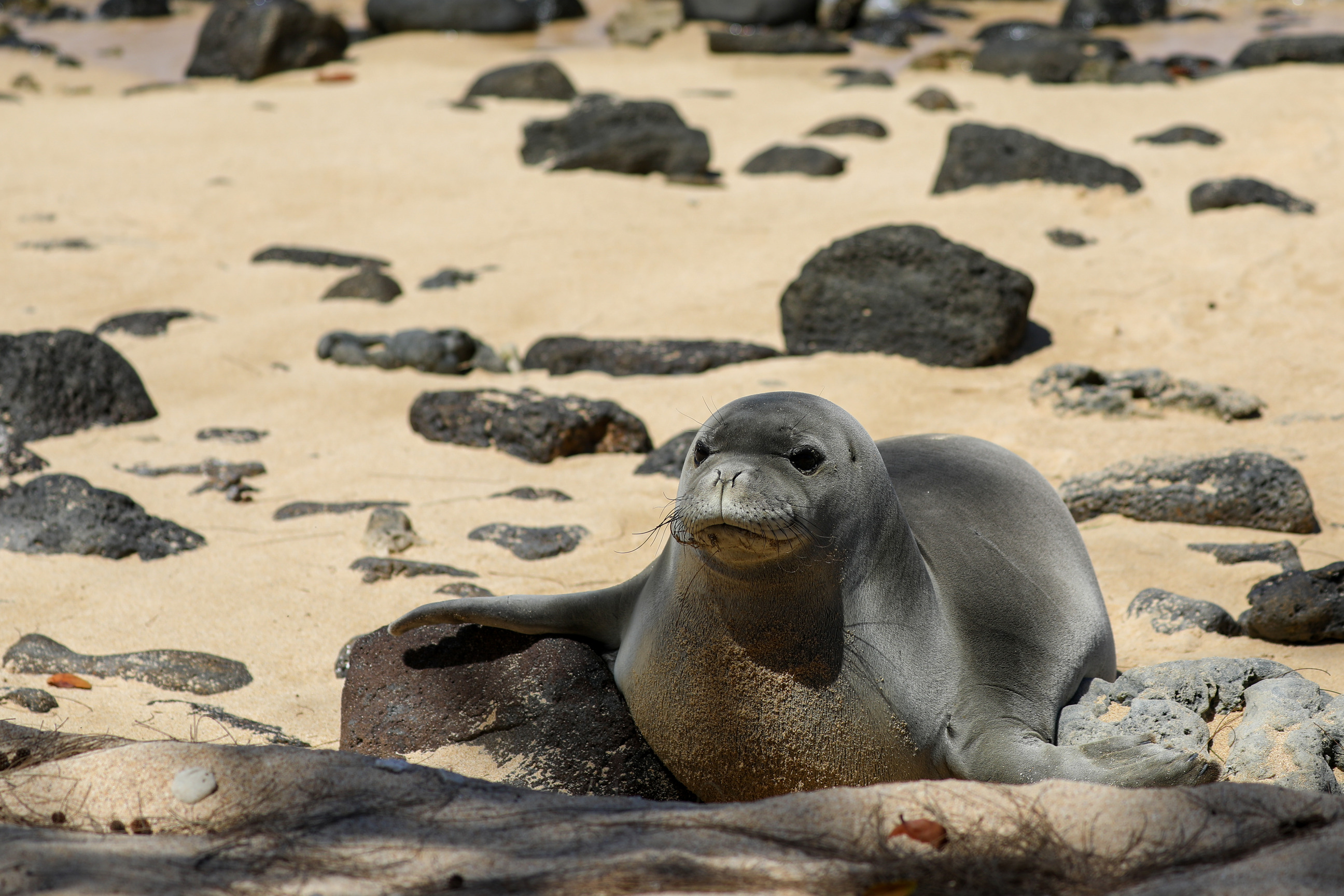A monk seal on a rocky and sandy beach. 