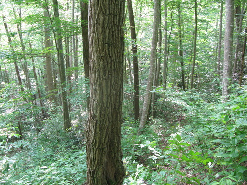 GRSM Accuracy Assessment. Plot Code: GRSM_AA_0973_6