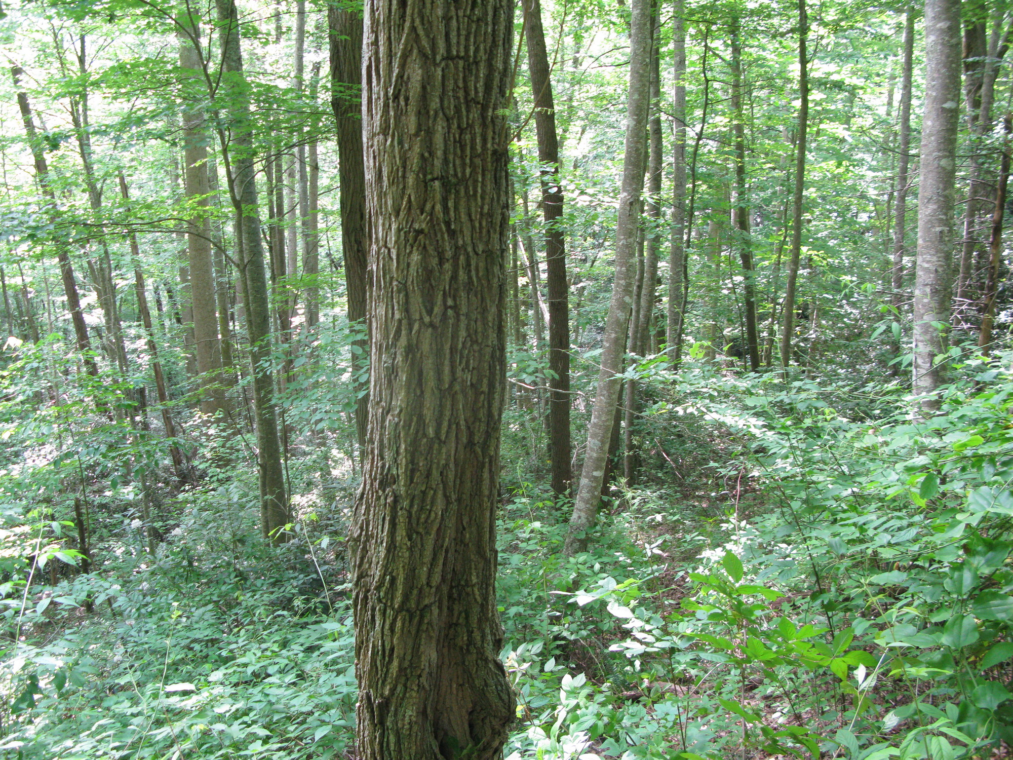 GRSM Accuracy Assessment. Plot Code: GRSM_AA_0973_6