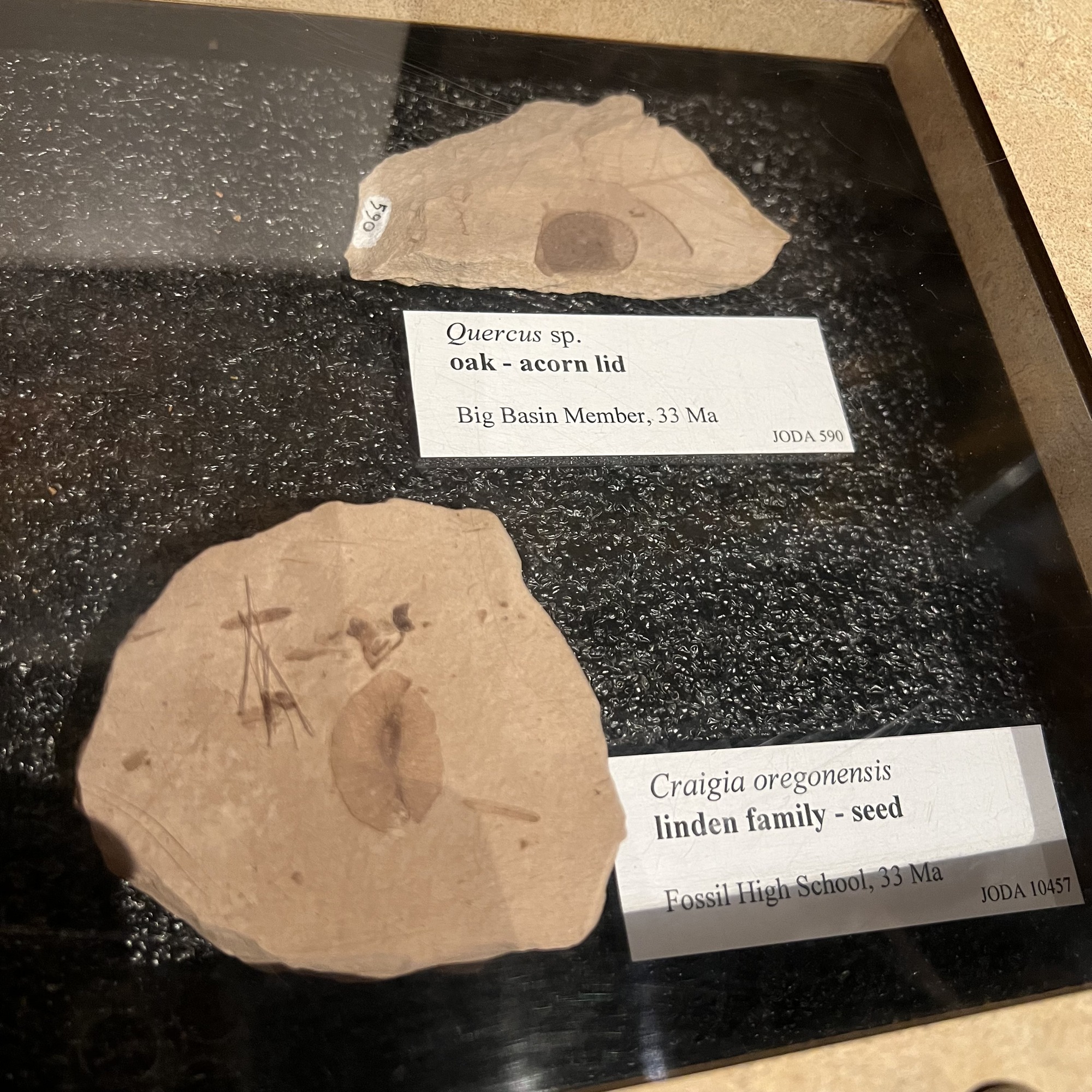 oak acorn lid and linden family seed fossils
