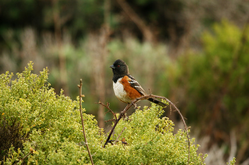 Spotted Towhee