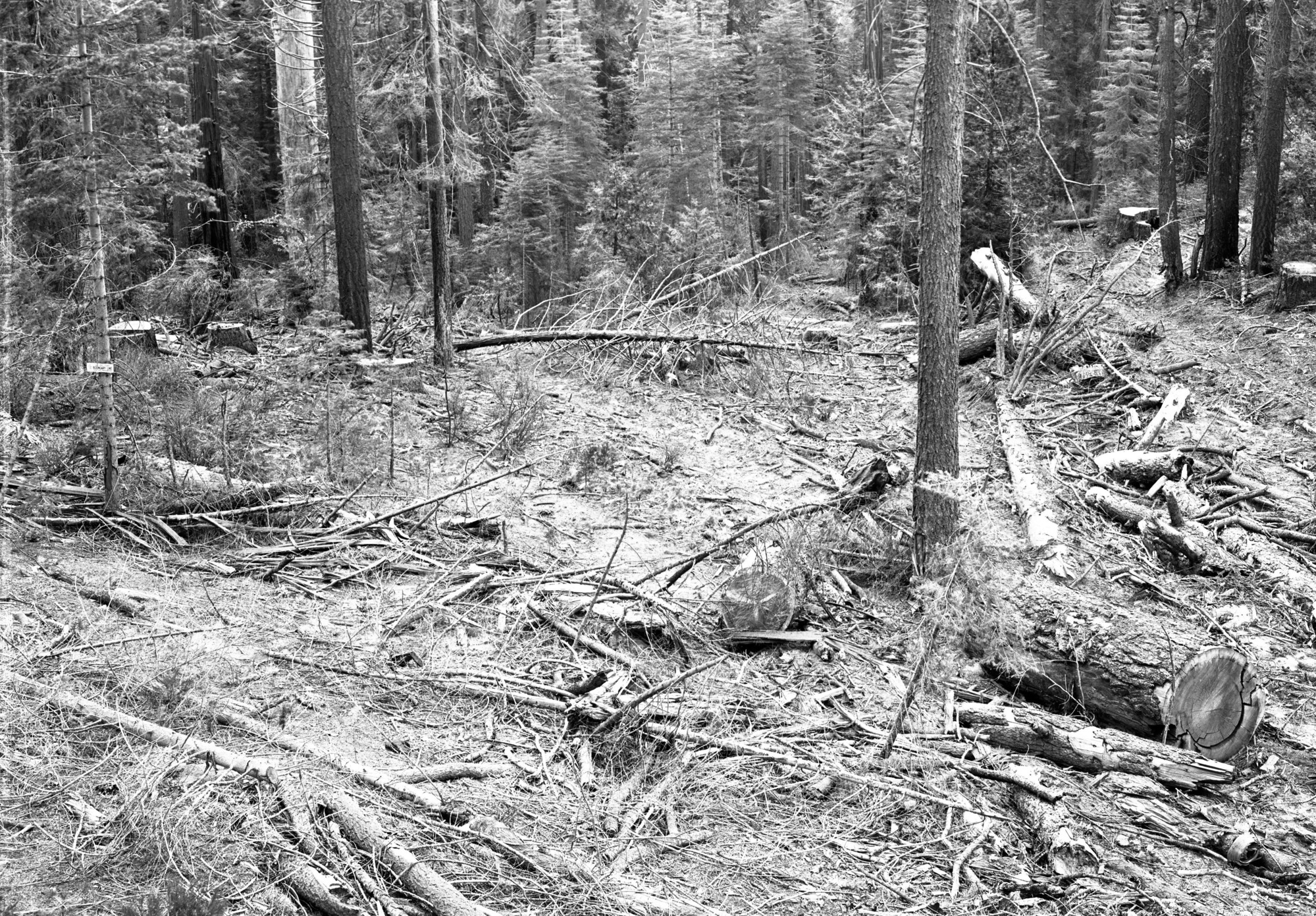 Cutting operation over boundary by Yosemite Lumber Co. on Cuneo property.