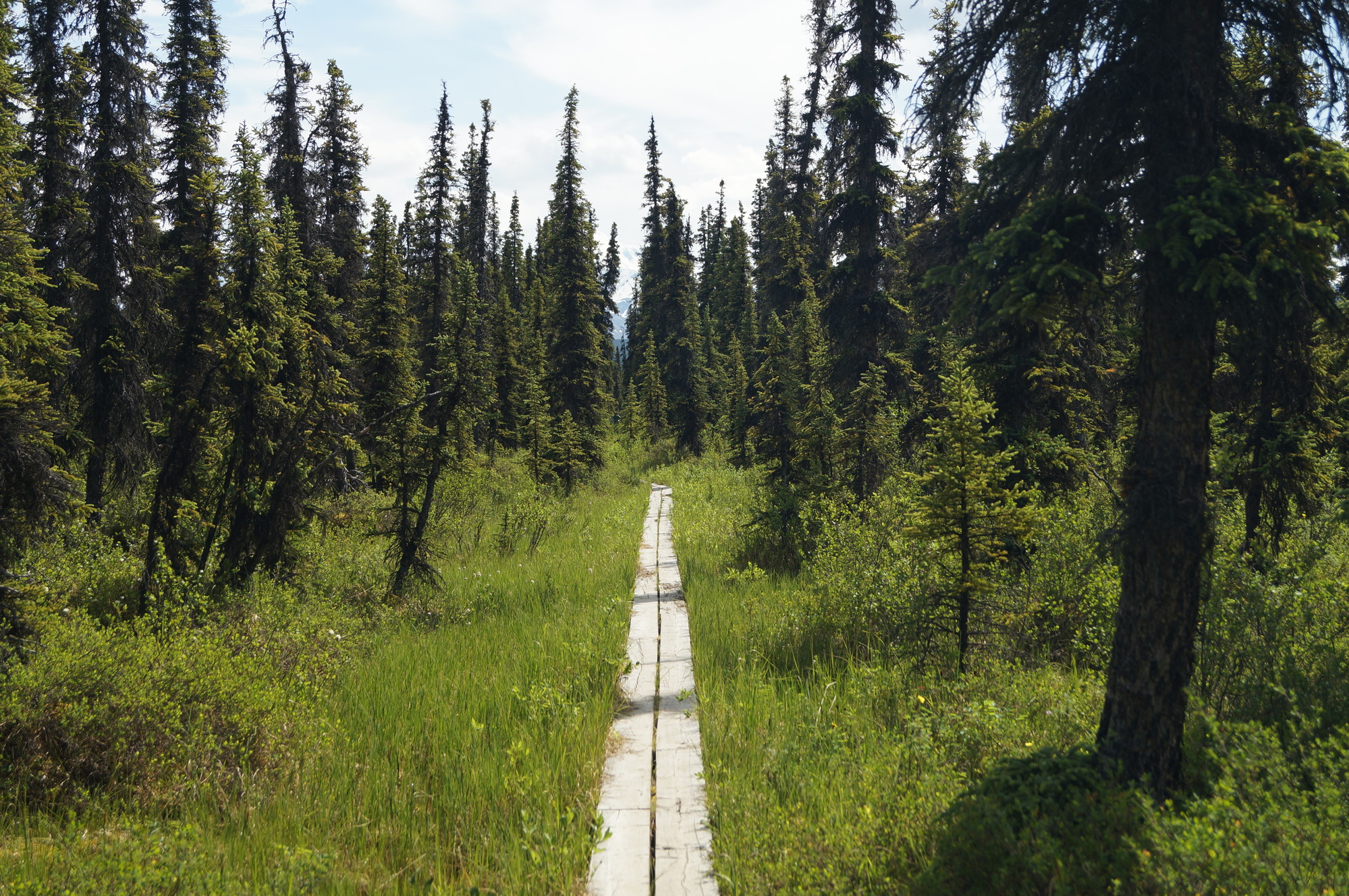 a boardwalk through a meadow among spruce trees