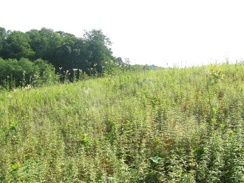 GRSM Accuracy Assessment. Plot Code: GRSM_AA_0181_3