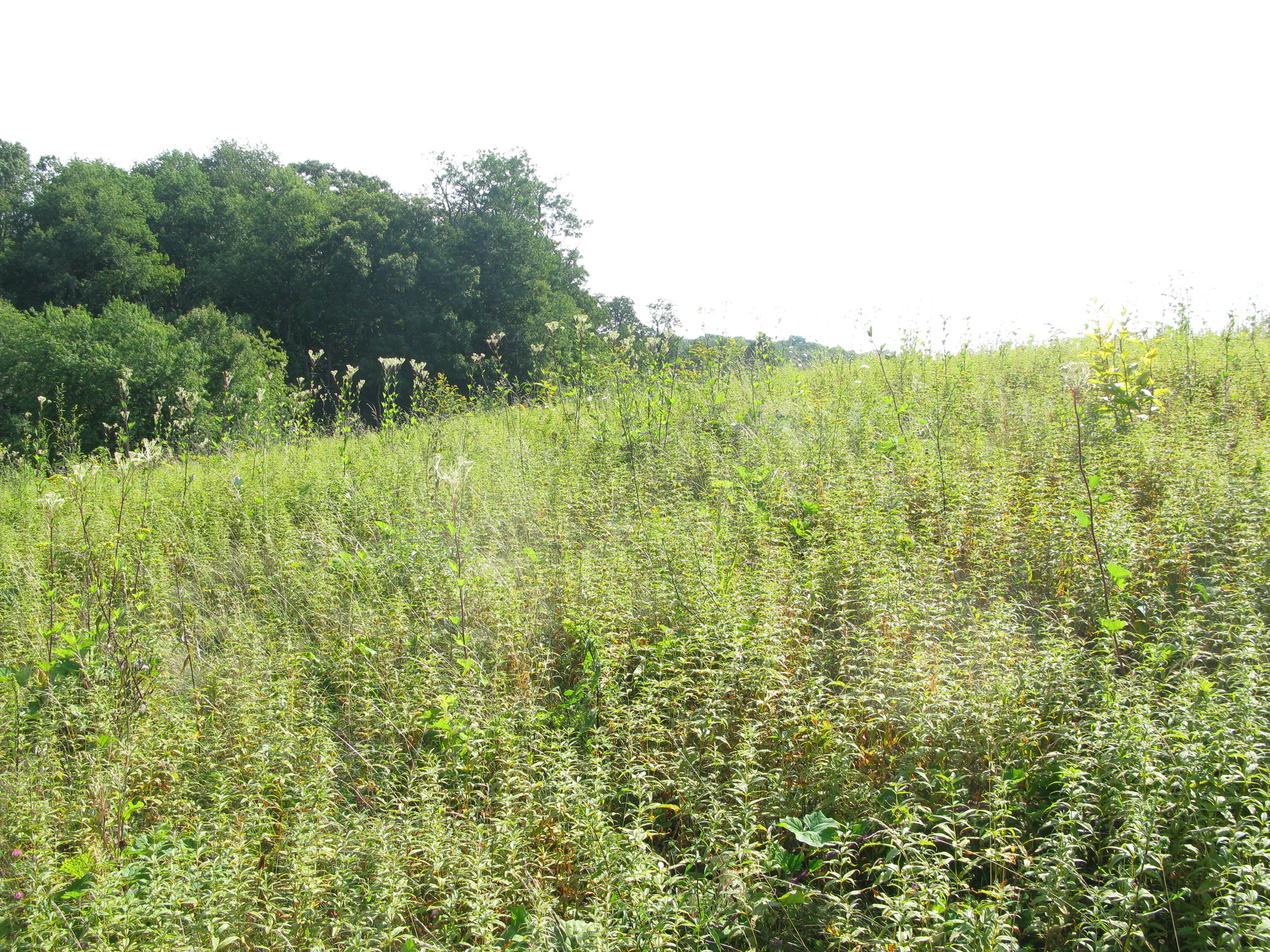 GRSM Accuracy Assessment. Plot Code: GRSM_AA_0181_3